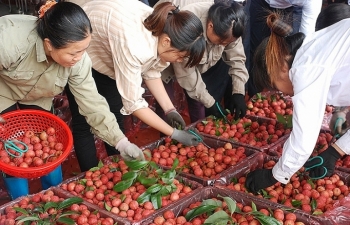 Rau, quả Việt: Tìm đường chính ngạch sang Trung Quốc