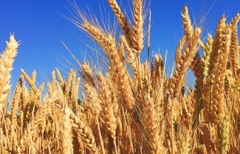 Lúa mì và lúa mạch Mỹ đang nhanh chóng mất thị phần tại Nhật Bản vì hiệu lực của CPTPP
