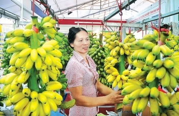 Nông sản Việt: Để chắc chân ở thị trường Trung Quốc