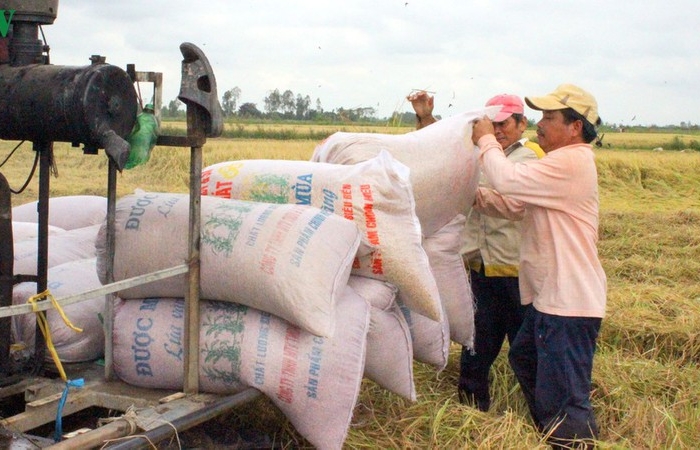 Kiến nghị xuất khẩu gạo nếp không tính vào hạn ngạch 400.000 tấn