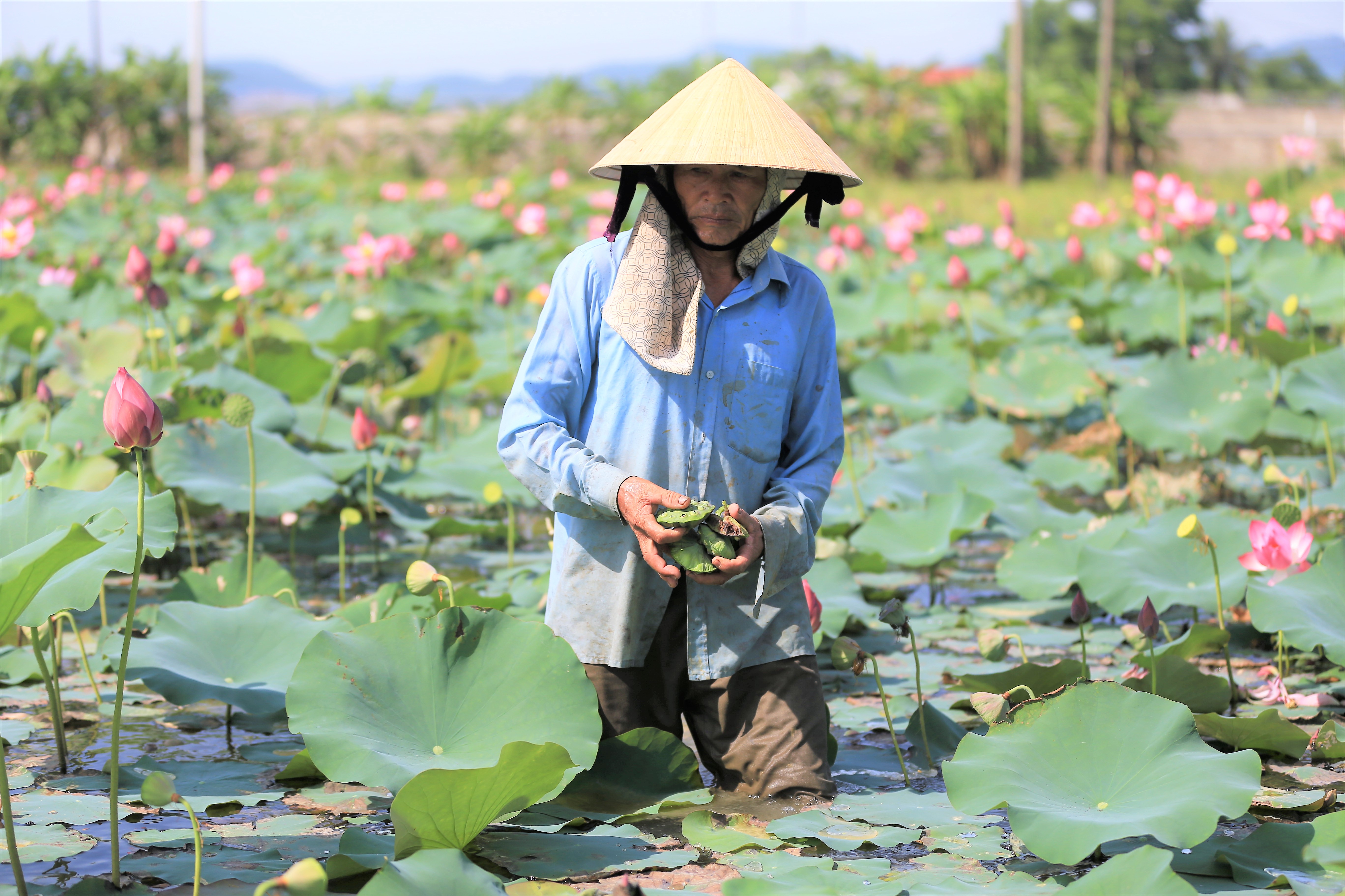 Phú Yên nâng cao giá trị sản phẩm từ cây sen