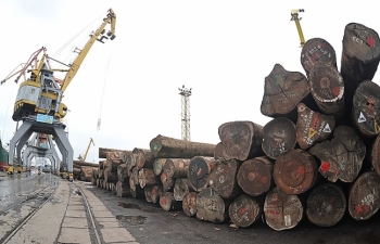 Nhập khẩu gỗ nguyên liệu từ châu Phi: Tiềm ẩn rủi ro