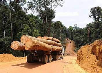 Châu Phi, khu vực cung cấp nguyên liệu gỗ quan trọng cho Việt Nam