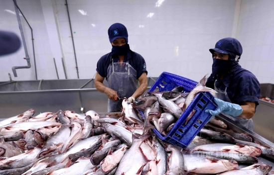 Xuất khẩu nông – thủy sản sang Trung Quốc: Thay đổi để thích ứng