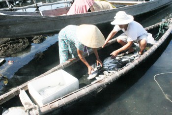 Thừa Thiên Huế: Cá nuôi lồng lại chết hàng loạt