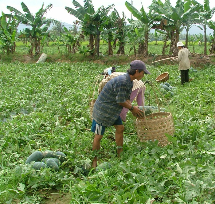 Tăng cường vai trò của doanh nghiệp trong tiêu thụ nông sản vùng đồng bào dân tộc