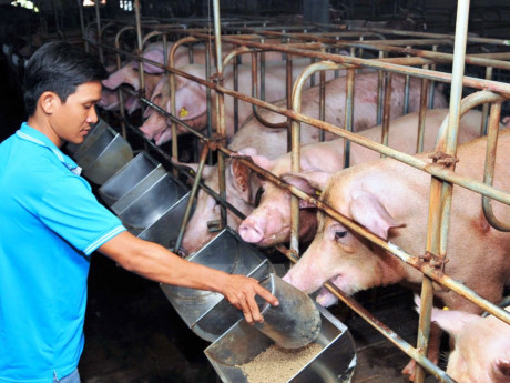 Giá thịt lợn tăng chóng mặt, nhiều trang trại găm hàng