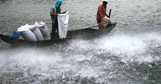 Xuất khẩu cá tra sang thị trường Hoa Kỳ: Kiểm soát chặt dư lượng kháng sinh