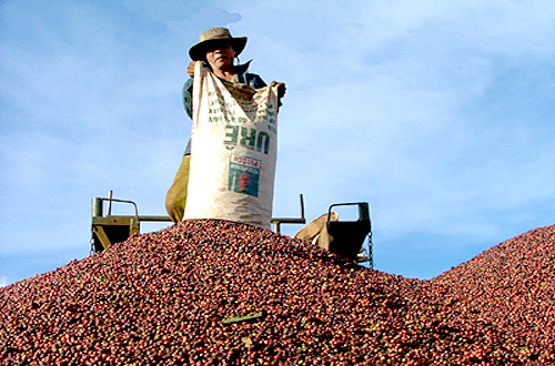 Đề xuất mô hình bảo hiểm nông nghiệp cho cây cà phê
