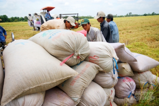 Giá gạo trắng Việt Nam lên cao nhất trong những nước xuất khẩu lớn
