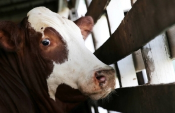 Nhật Bản sẽ giảm thuế cho 90% thịt bò nhập khẩu từ Mỹ