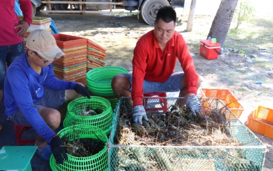 Người nuôi tôm hùm ở Phú Yên vui mừng khi giá tăng trở lại