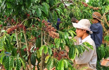 Xuất khẩu cà phê có thể đạt 3,5 tỷ USD