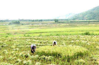 Lai Châu: Xây dựng thương hiệu gạo séng cù