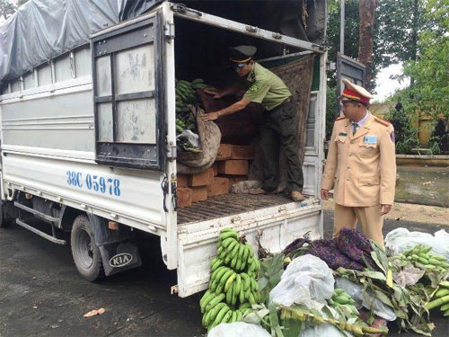 Thừa Thiên Huế: Bắt giữ vụ vận chuyển gỗ lậu