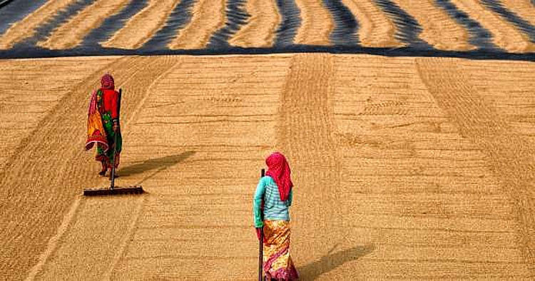 Châu Phi chịu sức ép giá cả khi châu Á thắt chặt nguồn cung gạo