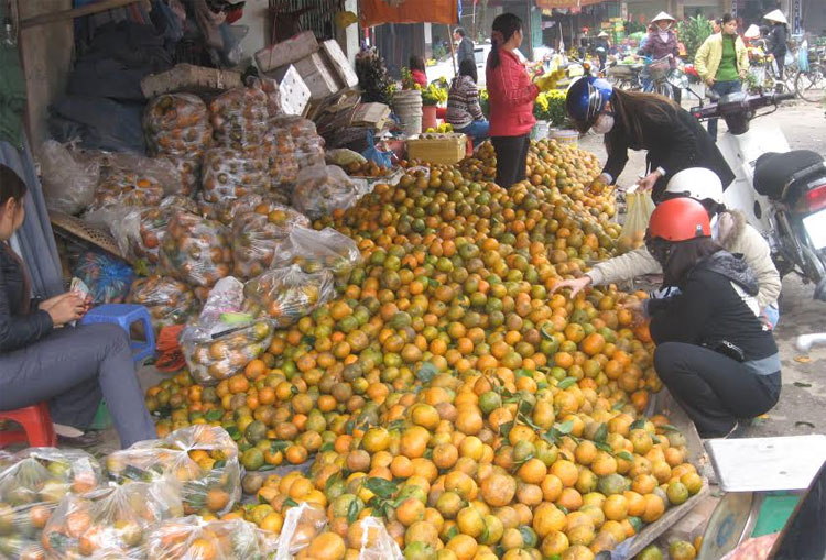 Hà Giang: Tìm kiếm thị trường "giải cứu" cam sành tồn đọng