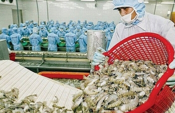 Chuyện tôm Việt muốn rộng đường vào Mỹ, châu Âu và mục tiêu 10 tỷ USD xuất khẩu