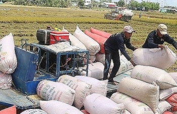 Xuất khẩu gạo sang Trung Quốc được giá