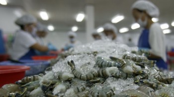 Australia nới lỏng lệnh tạm ngừng nhập khẩu tôm và thịt tôm chưa nấu chín