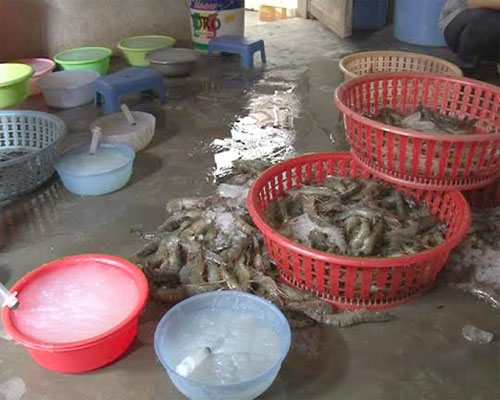 Thừa Thiên Huế: Phát hiện hai cơ sở kinh doanh thủy sản bơm chất lạ vào tôm sú