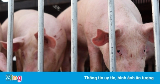 Giá thịt lợn Thái Lan cao nhất 10 năm, doanh nghiệp Việt lo lỗ