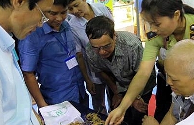 Quảng Nam: Sau 5 năm trồng, 1ha sâm Ngọc Linh thu tới 50 tỷ đồng