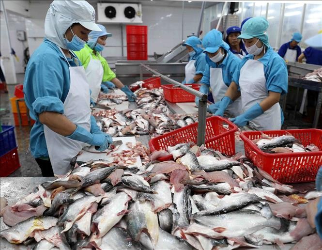 Thị phần thủy sản Việt Nam tại thị trường Mỹ Latinh gia tăng nhờ CPTPP