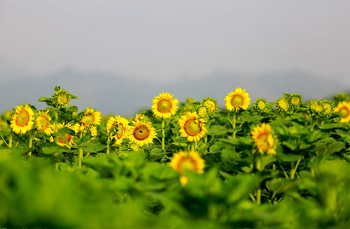 Nghệ An: Rực rỡ cánh đồng hoa hướng dương Nghĩa Đàn