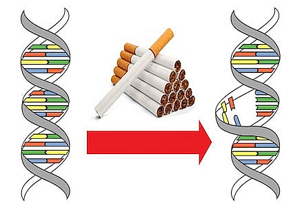 Hút thuốc lá sẽ gây ra đột biến ADN
