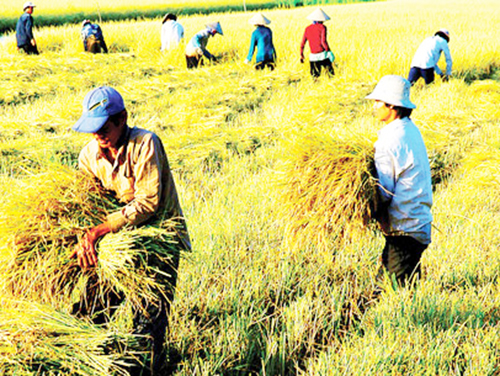 Agritrade: Hiệu quả từ “Nhịp cầu nông sản”