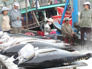 Xuất khẩu cá ngừ “hụt hơi”