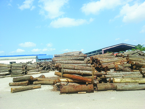 Hiệp định VPA/FLEGT: Để gỗ Việt Nam vươn xa