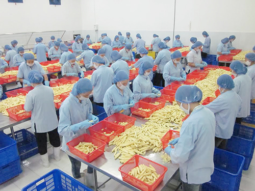 Chuỗi liên kết sản xuất - tiêu thụ sản phẩm nông nghiệp tại An Giang: Kết quả khả quan