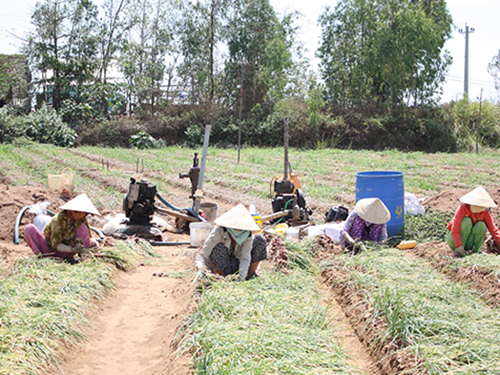 Kết nối tiêu thụ nông sản cho nông dân: Cần giải pháp bài bản