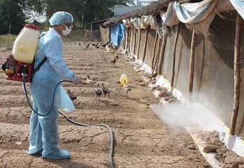 Long An quyết liệt các giải pháp chống dịch cúm A/H5N1