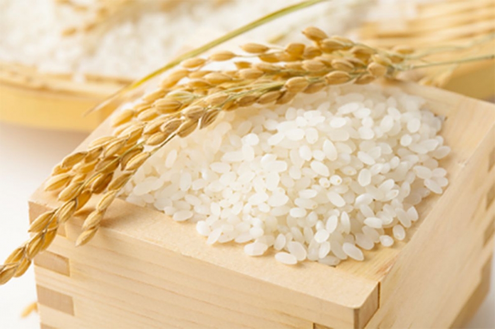Giá lúa gạo hôm nay 8/1: Cuối tuần giá lúa gạo đi ngang