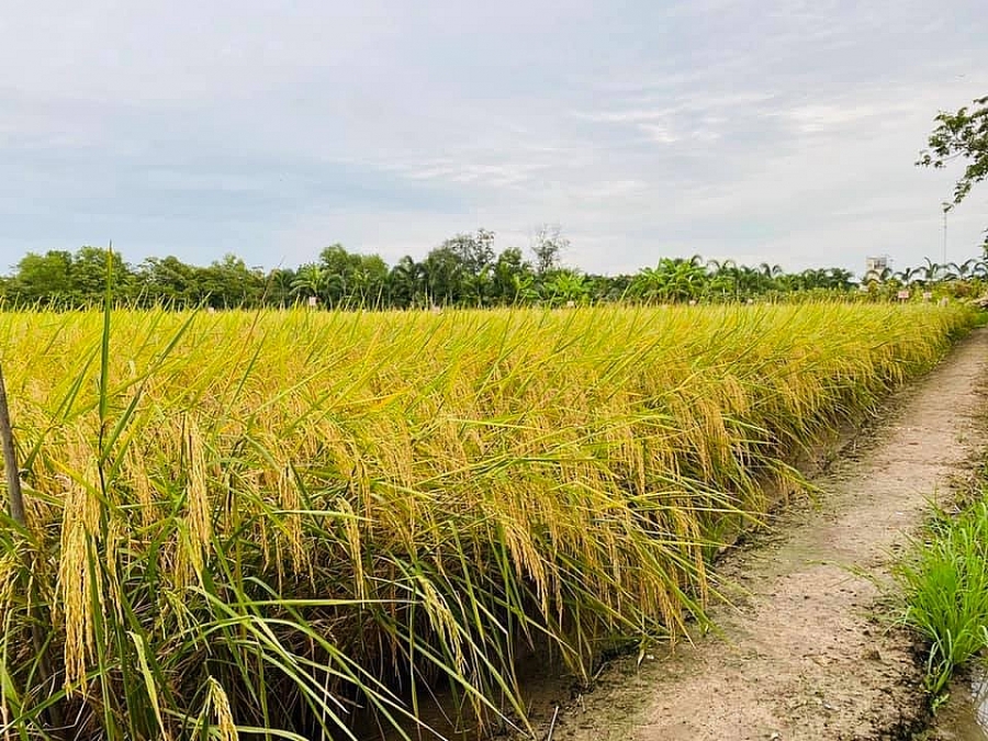 Giá lúa gạo hôm nay 20/1: Giá xuất khẩu đảo chiều tăng