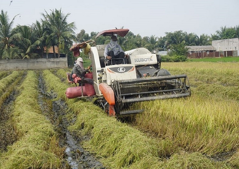 Giá lúa gạo hôm nay ngày 26/1: Giá lúa ở mức cao vào chính vụ thu hoạch