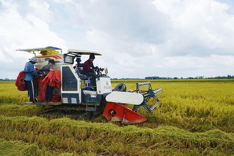 Giá lúa gạo hôm nay 1/12: Giá lúa ổn định, giá xuất khẩu đồng loạt giảm mạnh 10 USD/tấn