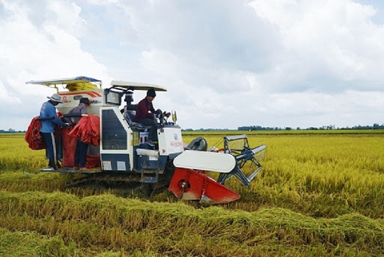 Giá lúa gạo hôm nay 1/12: Giá lúa ổn định, giá xuất khẩu đồng loạt giảm mạnh 10 USD/tấn
