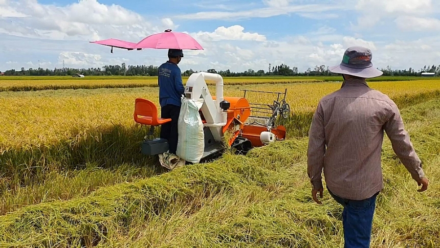 Giá lúa gạo hôm nay 24/6: Giá lúa gạo duy trì ổn định