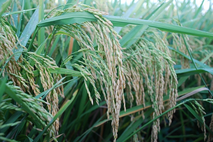 Giá lúa gạo hôm nay 15/6: Giá gạo nội địa ở mức thấp