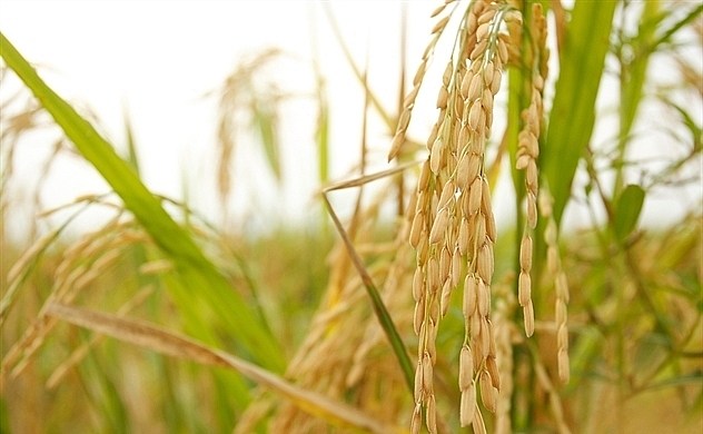 Giá lúa gạo hôm nay 25/8: Giá lúa IR 504 quay đầu giảm, giao dịch gạo chậm