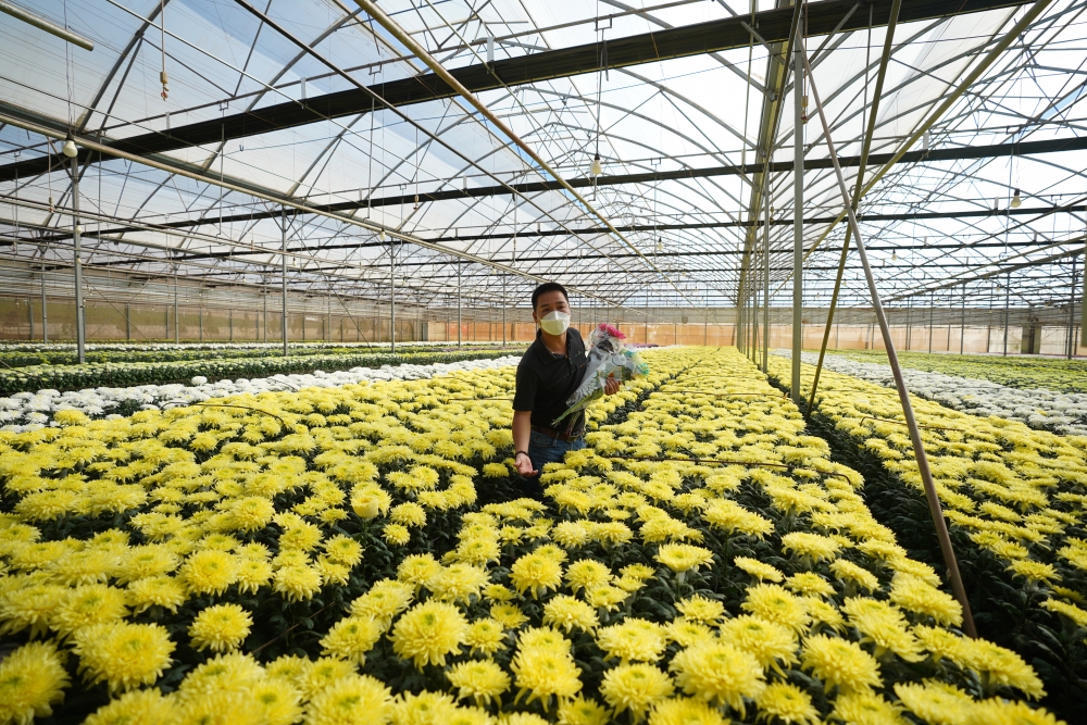 Thị trường hoa kiểng Tết phía Nam: Giá tăng, lượng giảm