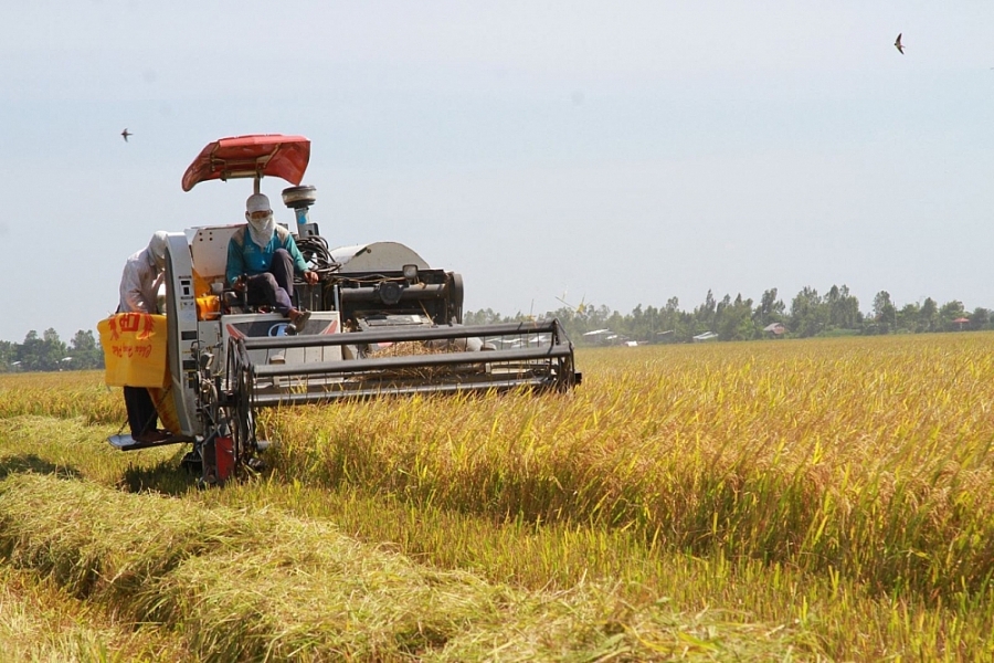 Giá lúa gạo hôm nay ngày 18/2: Giá lúa Đông Xuân có xu hướng tăng