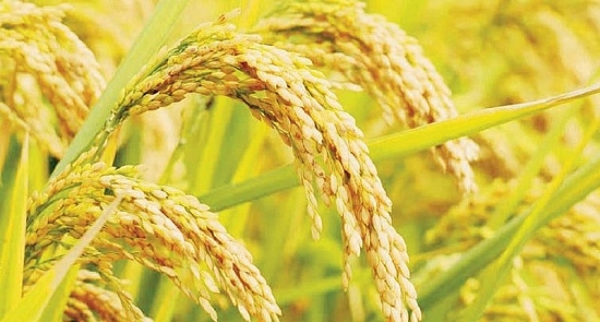 Giá lúa gạo hôm nay ngày 23/2: Giá lúa giảm nhẹ, giá gạo tăng