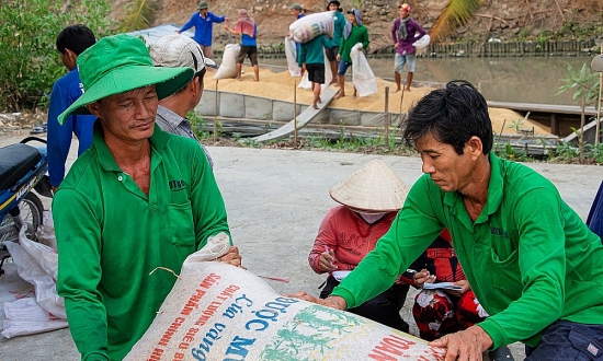 Giá lúa gạo hôm nay 15/4: Giá lúa quay đầu giảm