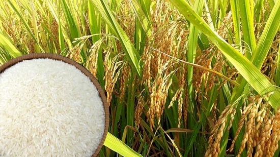 Tư vấn xuất khẩu sản phẩm lúa gạo sang thị trường ASEAN