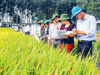Hậu Giang ưu tiên phát triển nông nghiệp xanh, nông nghiệp thông minh